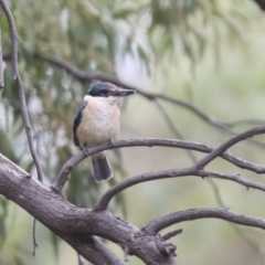 Todiramphus sanctus at Latham, ACT - 9 Feb 2021