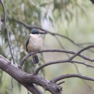 Todiramphus sanctus at Latham, ACT - 9 Feb 2021