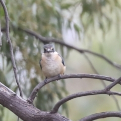 Todiramphus sanctus at Latham, ACT - 9 Feb 2021 11:57 AM