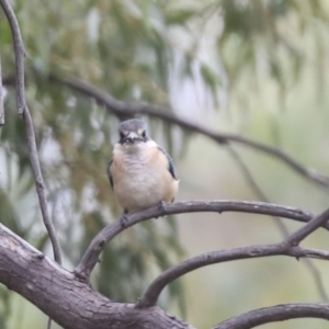 Todiramphus sanctus at Latham, ACT - 9 Feb 2021