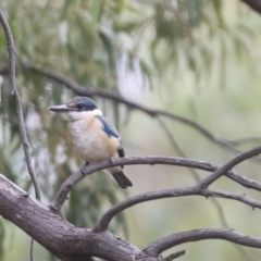 Todiramphus sanctus at Latham, ACT - 9 Feb 2021