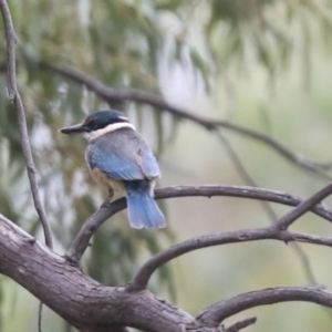 Todiramphus sanctus at Latham, ACT - 9 Feb 2021