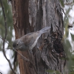 Colluricincla harmonica (Grey Shrikethrush) at Umbagong District Park - 9 Feb 2021 by AlisonMilton