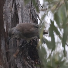 Colluricincla harmonica at Latham, ACT - 9 Feb 2021