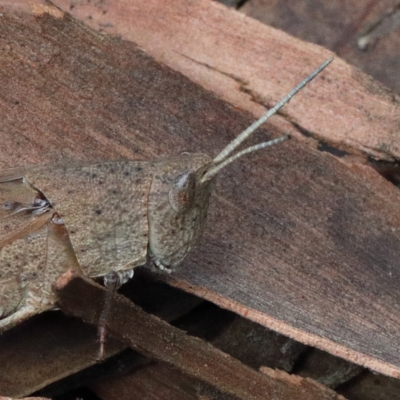 Goniaea opomaloides (Mimetic Gumleaf Grasshopper) at Dryandra St Woodland - 13 Feb 2021 by ConBoekel