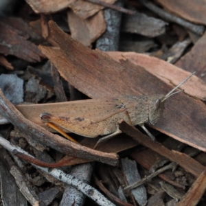 Goniaea opomaloides at O'Connor, ACT - 13 Feb 2021 03:09 PM