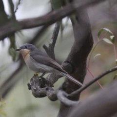 Myiagra rubecula (Leaden Flycatcher) at Umbagong District Park - 9 Feb 2021 by AlisonMilton