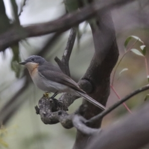 Myiagra rubecula at Latham, ACT - 9 Feb 2021