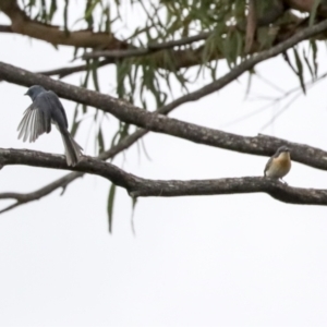 Myiagra rubecula at Latham, ACT - 9 Feb 2021