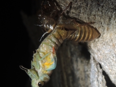 Galanga labeculata (Double-spotted cicada) at Conder, ACT - 27 Dec 2020 by michaelb