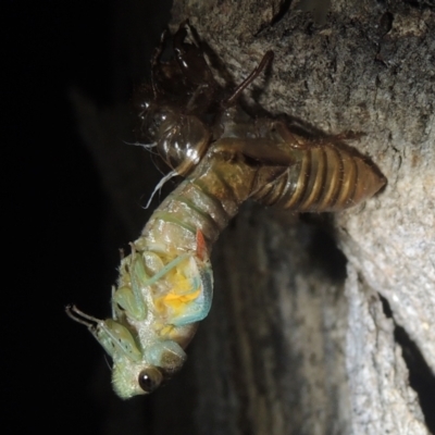 Galanga labeculata (Double-spotted cicada) at Conder, ACT - 27 Dec 2020 by MichaelBedingfield