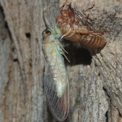 Galanga labeculata at Conder, ACT - 27 Dec 2020 11:23 PM