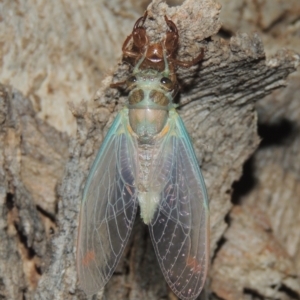 Galanga labeculata at Conder, ACT - 27 Dec 2020 11:23 PM