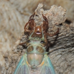 Galanga labeculata at Conder, ACT - 27 Dec 2020 11:23 PM