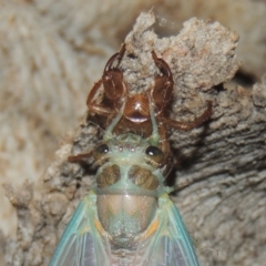 Galanga labeculata at Conder, ACT - 27 Dec 2020 11:23 PM