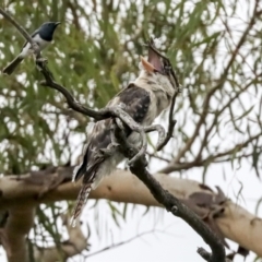 Dacelo novaeguineae (Laughing Kookaburra) at Latham, ACT - 9 Feb 2021 by AlisonMilton