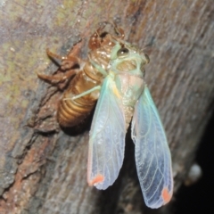 Galanga labeculata (Double-spotted cicada) at Conder, ACT - 3 Jan 2021 by michaelb
