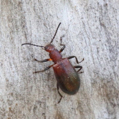 Lagriini sp. (tribe) (Unidentified lagriine darkling beetle) at Dryandra St Woodland - 13 Feb 2021 by ConBoekel