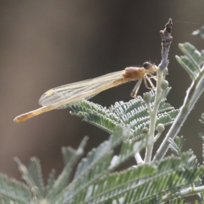 Zygoptera (suborder) (Damselfly) at Latham, ACT - 9 Feb 2021 by AlisonMilton