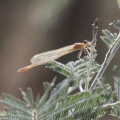 Zygoptera (suborder) at Latham, ACT - 9 Feb 2021