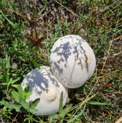 Macrolepiota dolichaula (Macrolepiota dolichaula) at Isaacs Ridge - 13 Feb 2021 by Mike