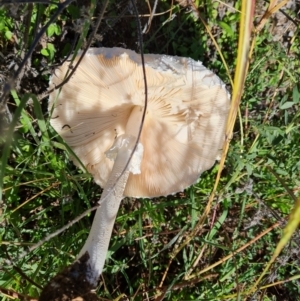 Macrolepiota dolichaula at Jerrabomberra, ACT - 14 Feb 2021