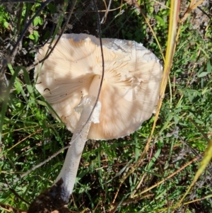 Macrolepiota dolichaula at Jerrabomberra, ACT - 14 Feb 2021 10:03 AM