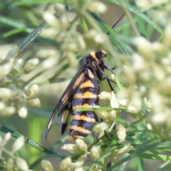 Amata (genus) (Handmaiden Moth) at Dryandra St Woodland - 13 Feb 2021 by ConBoekel