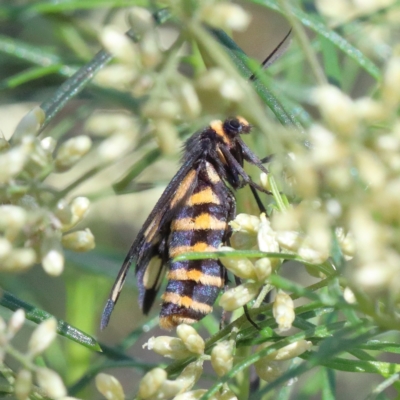 Amata (genus) (Handmaiden Moth) at Dryandra St Woodland - 13 Feb 2021 by ConBoekel