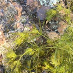 Chara sp. (genus) at Majura, ACT - 30 Nov 2020