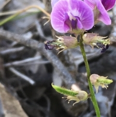 Glycine tabacina (Variable Glycine) at Majura, ACT - 30 Nov 2020 by JaneR