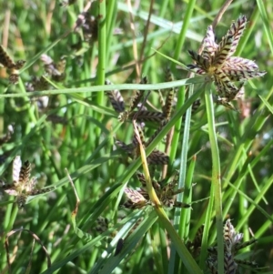 Cyperus sanguinolentus at Majura, ACT - 30 Nov 2020