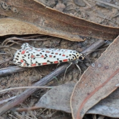 Utetheisa pulchelloides (Heliotrope Moth) at Dryandra St Woodland - 13 Feb 2021 by ConBoekel