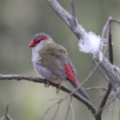Neochmia temporalis (Red-browed Finch) at Latham, ACT - 9 Feb 2021 by AlisonMilton