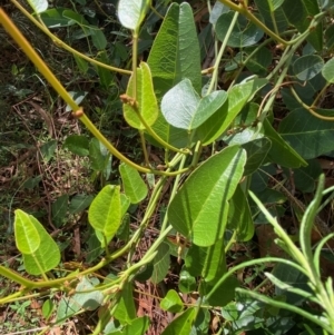 Hardenbergia violacea at Deakin, ACT - 14 Feb 2021