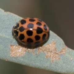 Harmonia conformis (Common Spotted Ladybird) at Latham, ACT - 9 Feb 2021 by AlisonMilton