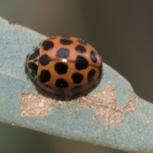 Harmonia conformis at Latham, ACT - 9 Feb 2021