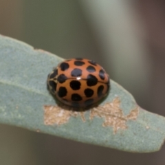 Harmonia conformis at Latham, ACT - 9 Feb 2021