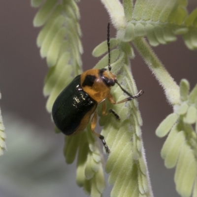Aporocera (Aporocera) consors (A leaf beetle) at Latham, ACT - 8 Feb 2021 by AlisonMilton