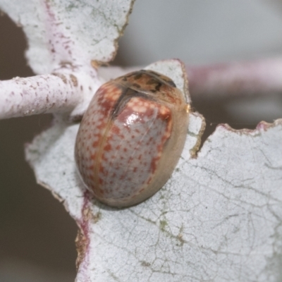 Paropsisterna m-fuscum (Eucalyptus Leaf Beetle) at Latham, ACT - 9 Feb 2021 by AlisonMilton