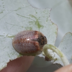 Paropsisterna m-fuscum at Latham, ACT - 9 Feb 2021 09:21 AM