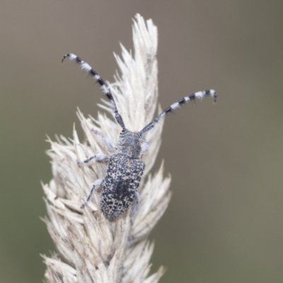Ancita marginicollis (A longhorn beetle) at Latham, ACT - 9 Feb 2021 by AlisonMilton