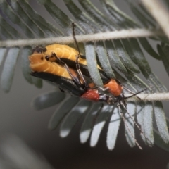 Chauliognathus tricolor (Tricolor soldier beetle) at Latham, ACT - 8 Feb 2021 by AlisonMilton