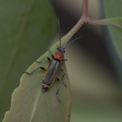 Chauliognathus tricolor at Latham, ACT - 9 Feb 2021 08:55 AM