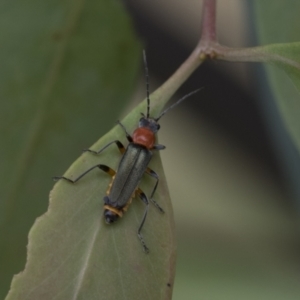 Chauliognathus tricolor at Latham, ACT - 9 Feb 2021