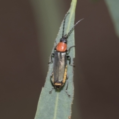 Chauliognathus tricolor at Latham, ACT - 9 Feb 2021 08:55 AM