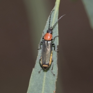 Chauliognathus tricolor at Latham, ACT - 9 Feb 2021 08:55 AM