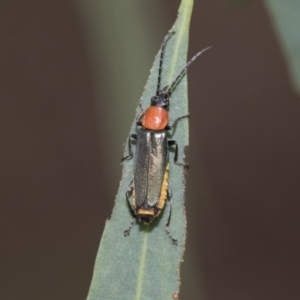 Chauliognathus tricolor at Latham, ACT - 9 Feb 2021