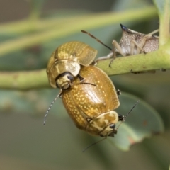 Paropsisterna cloelia (Eucalyptus variegated beetle) at Latham, ACT - 8 Feb 2021 by AlisonMilton