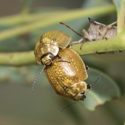 Paropsisterna cloelia (Eucalyptus variegated beetle) at Latham, ACT - 8 Feb 2021 by AlisonMilton